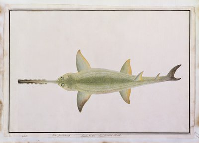 Sword Snouted Shark, Eeu parrang, Squalus poristis, from Drawings of Fishes from Malacca, c.1805-18 by Chinese School
